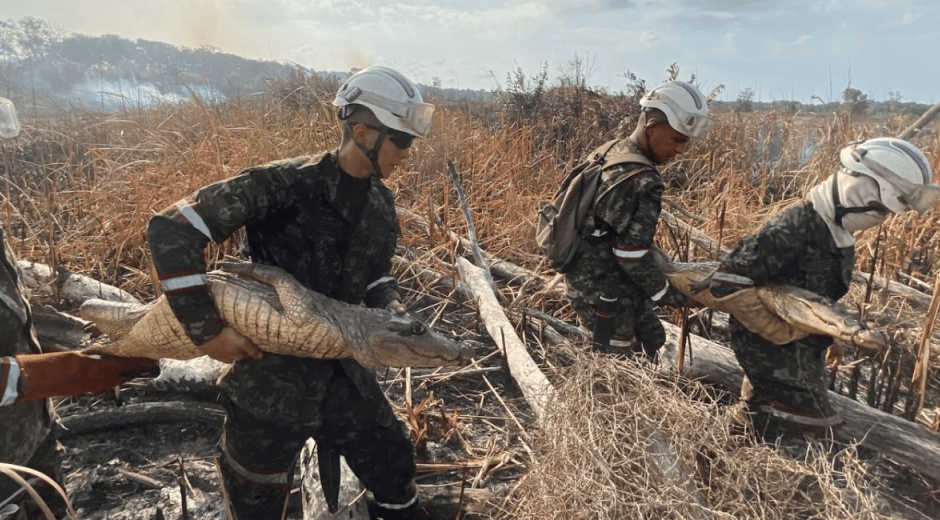 Ejército rescató tres caimanes y dos tortugas del incendio en el Parque Isla Salamanca
