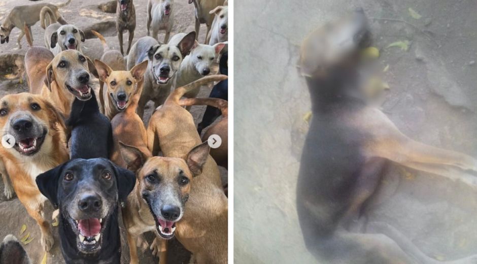 Cortesía Animales envenenados