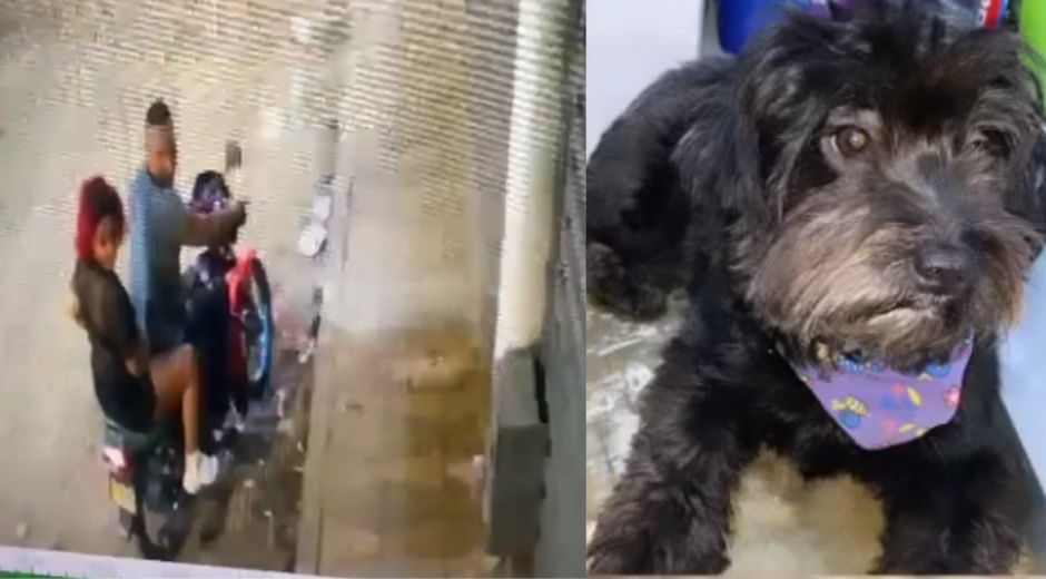 Presunto robo de mascota.