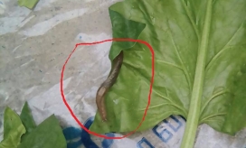 Cortesía El caracol hallado en verduras en Santa Marta.