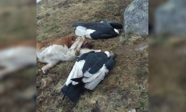 Cóndores muertos en San Pedro de la Sierra.