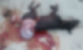 El cuerpo del animal quedó tendido en una acera en la Avenida del Libertador.