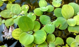 La “Lechuga de agua”, cuyo nombre científico es Pistia stratoites, es una planta que flota en las zonas costeras del Magdalena.