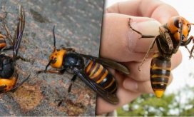 La preocupación además radica en que al ser aniquiladores de las abejas quienes cumplen un papel importante en el ecosistema con su proceso de polinización, estos avispones podrían afectar gravemente el medio ambiente, la producción alimenticia y la biodiversidad mundial.
