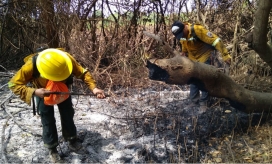 Incendio en el Vía Parque Isla de Salamanca.