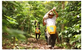 El trabajo de estos campesinos, ahora productores de café, dio como resultado un gran logro para la asociación, la firma de un contrato con la Federación Nacional de Cafeteros para exportar 105.000 kilogramos de café orgánico.