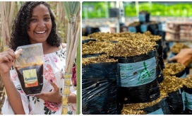 Corpamag apoya varias líneas de negocios verdes en el Magdalena.