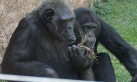 'Pancho' y 'Chita'.