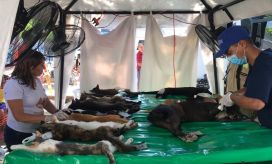 Cortesía Esterilización de perros y gatos en Santa Marta