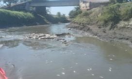 Mortandad de peces