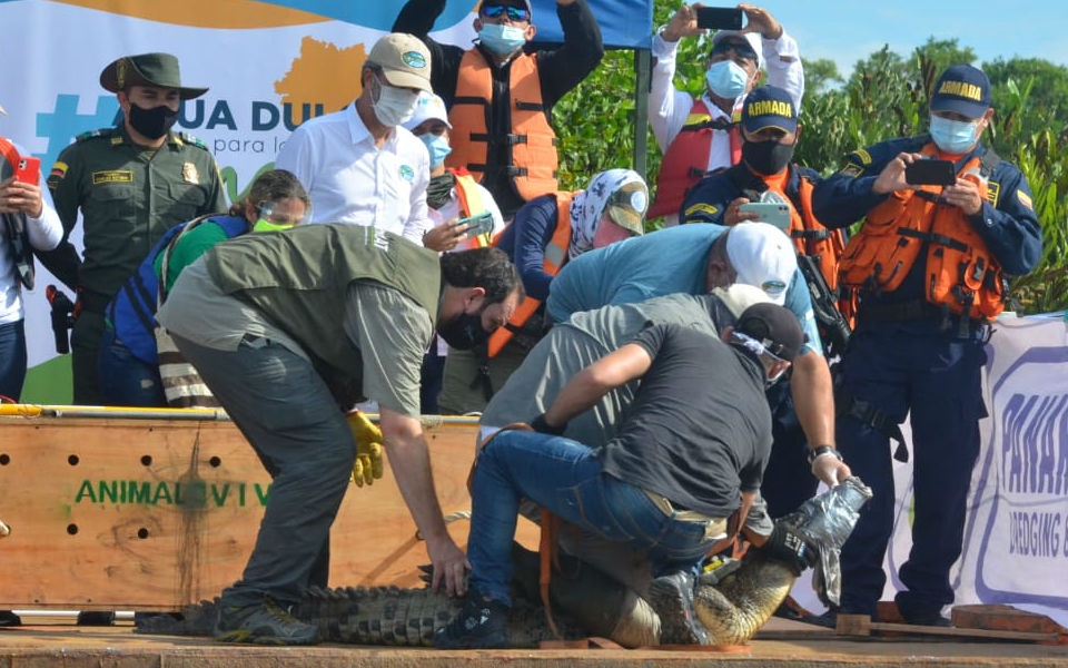 Liberación del caimán aguja en la Ciénaga Grande de Santa Marta. Oscar Mejía- Seguimiento.co