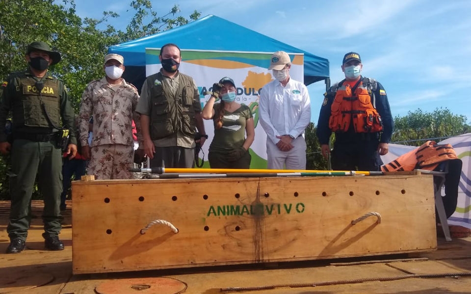 Liberación del caimán aguja en la Ciénaga Grande de Santa Marta. Oscar Mejía- Seguimiento.co