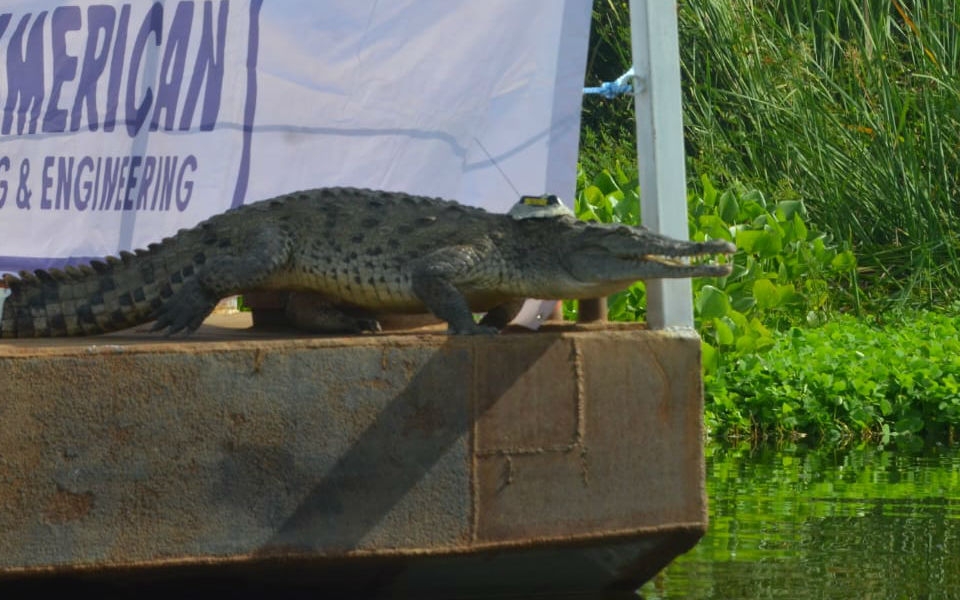 Liberación del caimán aguja en la Ciénaga Grande de Santa Marta. Oscar Mejía- Seguimiento.co