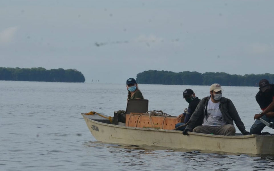 Liberación del caimán aguja en la Ciénaga Grande de Santa Marta. Oscar Mejía- Seguimiento.co