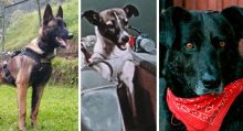 Perritos que hicieron historia