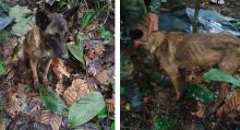 Perrito encontrado en la selva de Caquetá